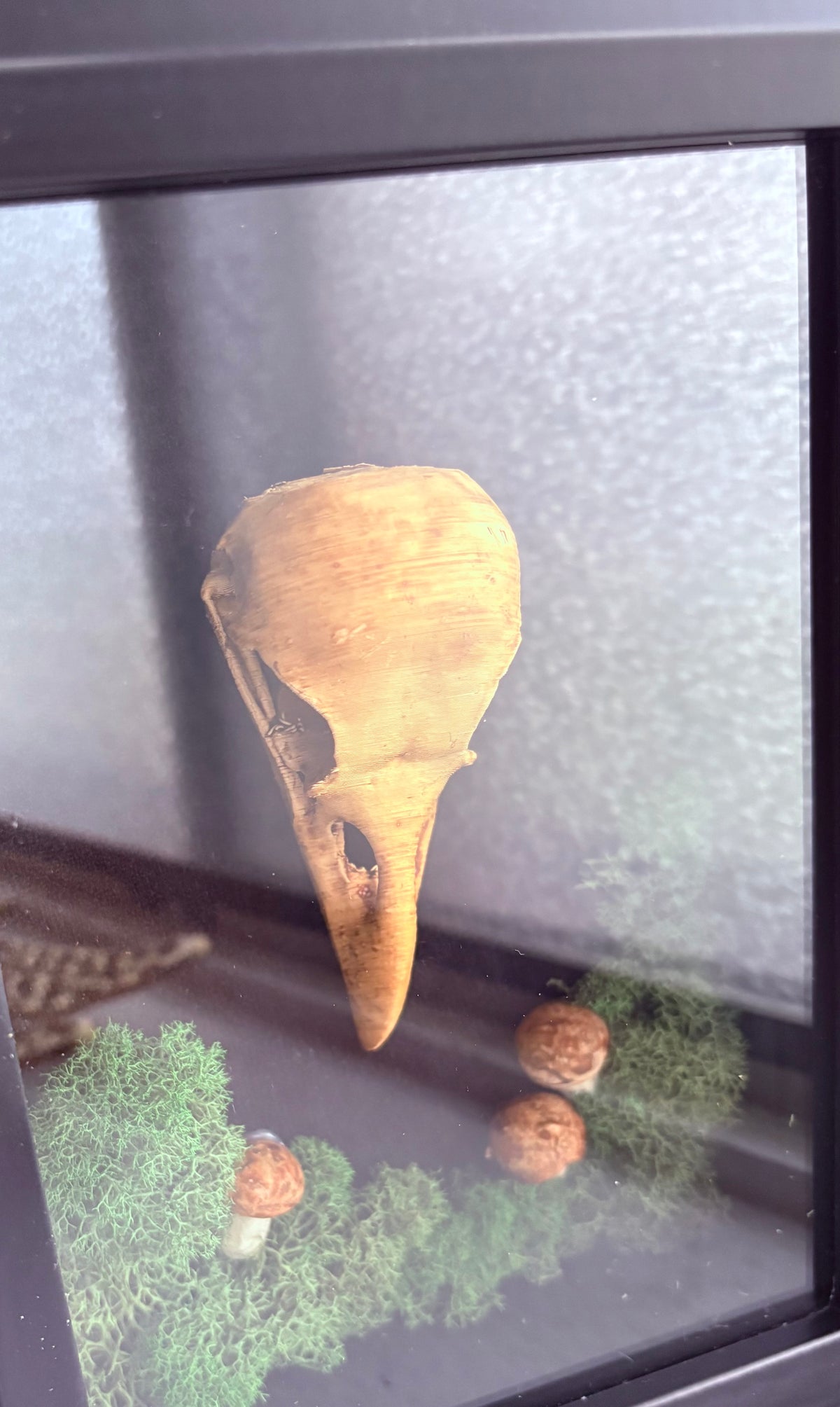 Forest Raven Relic — Framed Curio