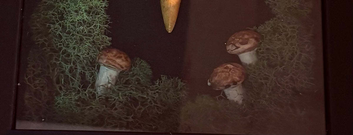 Forest Raven Relic — Framed Curio
