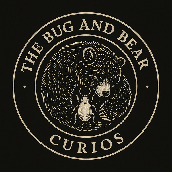 The Bug and Bear Curios